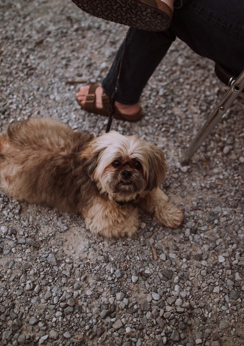 Shih Tzu Picture