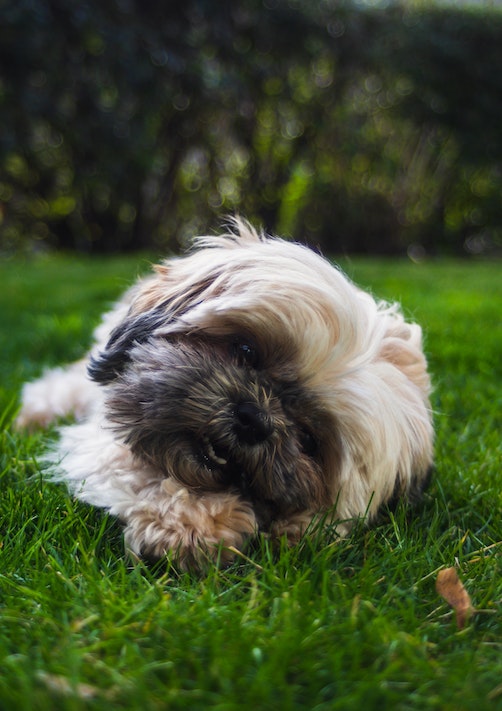 Shih Tzu Picture