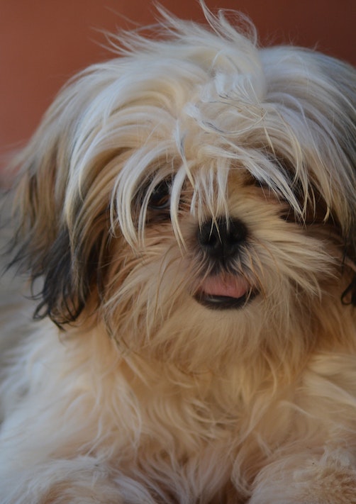 Shih Tzu Picture