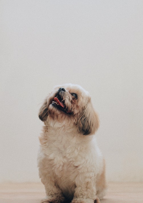 Shih Tzu Picture